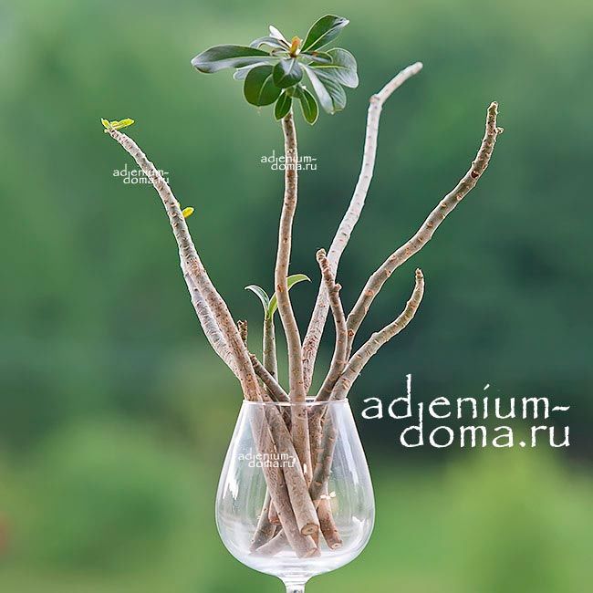 Ветка Adenium Obesum DOUBLE & TRIPLE MIX 1