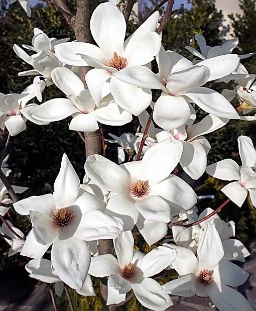 Magnolia DENUDATA Магнолия обнаженная 4