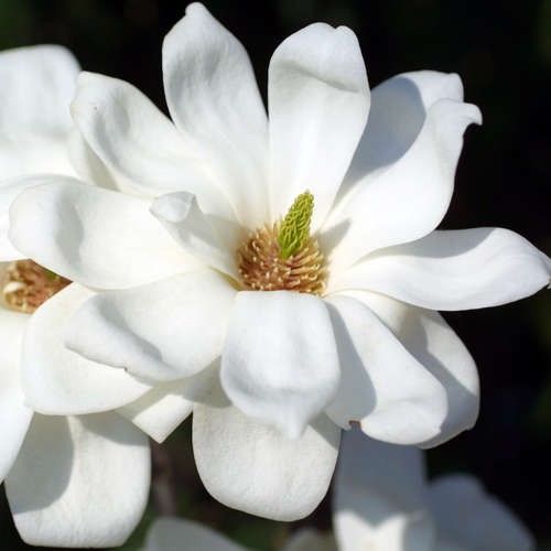 Magnolia DENUDATA Магнолия обнаженная 3