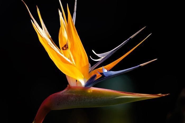 Strelitzia REGINAE Стрелиция королевская Цветок райской птицы журавля 2