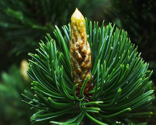 Pinus ARISTATA Сосна остистая 1