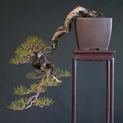 Pinus DENSIFLORA Сосна густоцветковая густоцветная 2