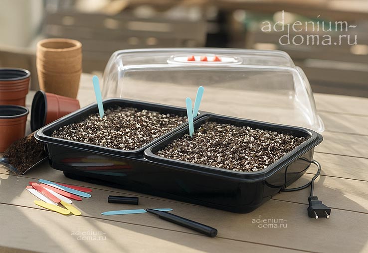 Adenium Адениум посев семян ошибки