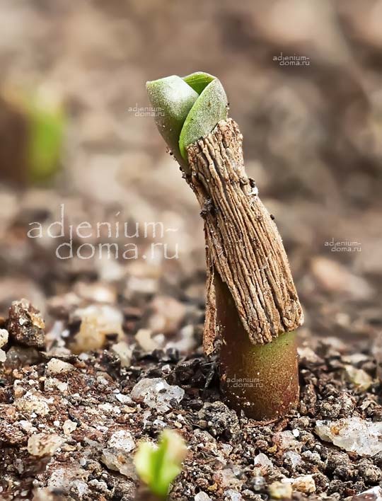 Adenium Адениум