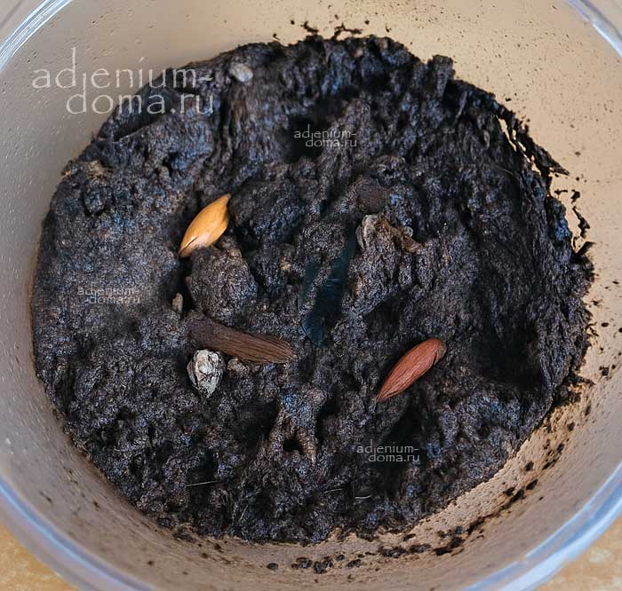 Adenium Адениум шибка полива и субстрата