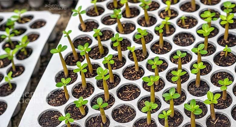 Adenium Адениум здоровые сеянцы