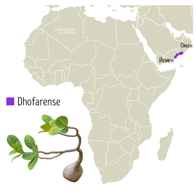 Adenium dhofarense Dhofar ареал обитания