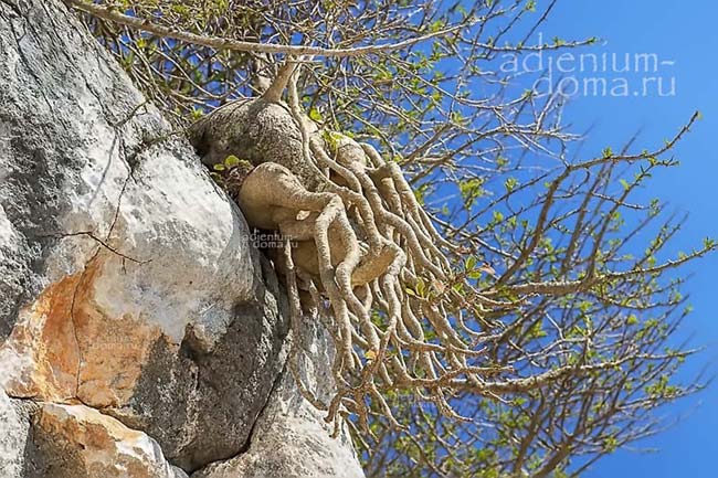 Adenium dhofarense форма роста пониклый