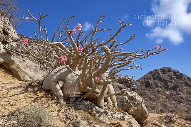 Adenium dhofarense форма роста куст