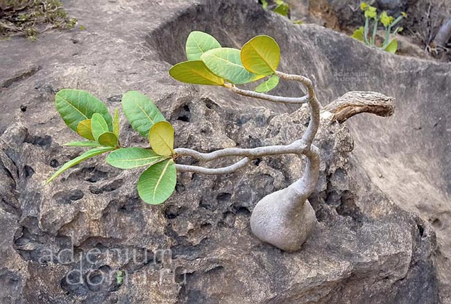 Adenium dhofarense листья