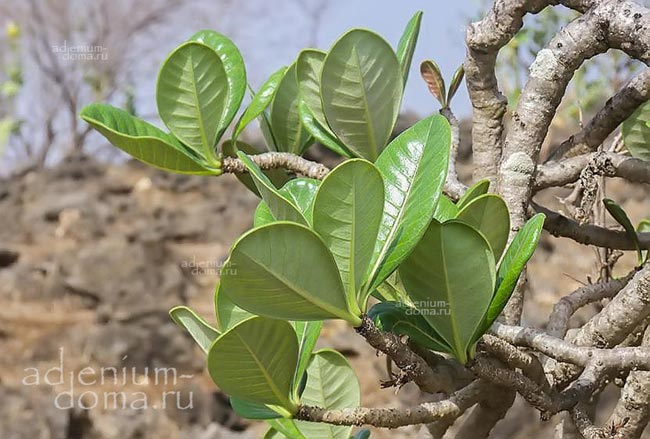 Adenium dhofarense обратная сторона листьев