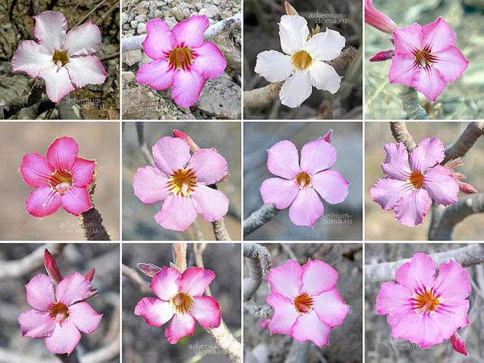 Adenium dhofarense цветки