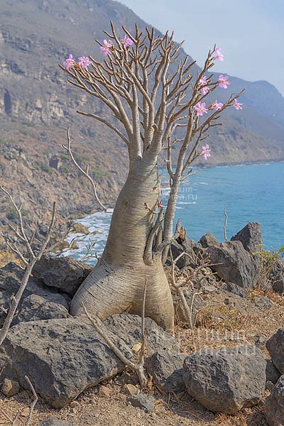 Adenium dhofarense в природе 1