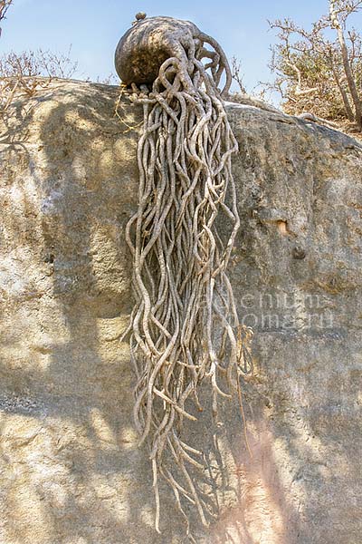 Adenium dhofarense в природе 2