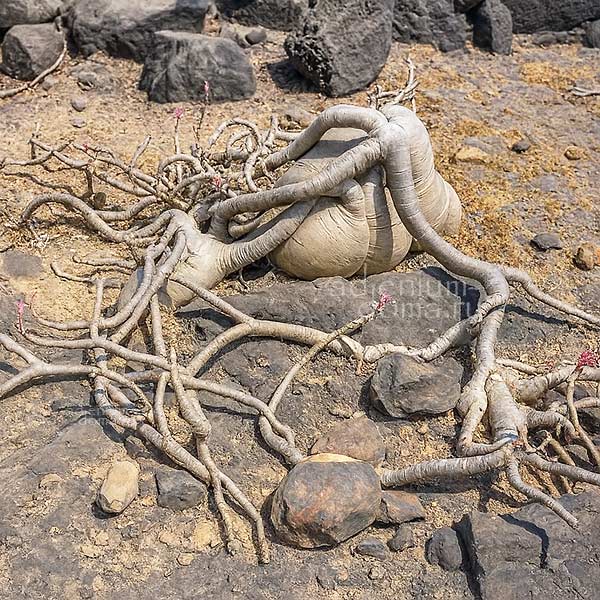 Adenium dhofarense в природе 3