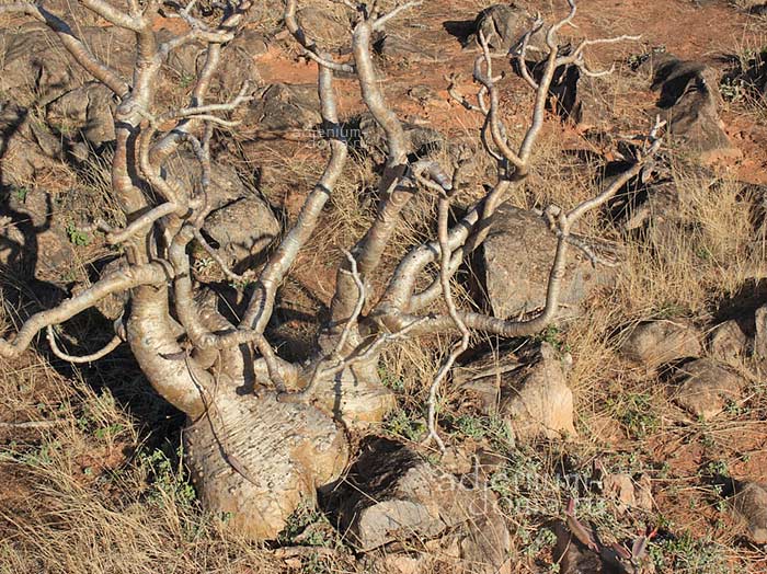 Adenium dhofarense в естественносреде 1