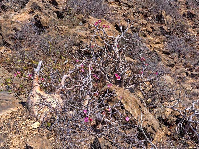 Adenium dhofarense в естественносреде 2