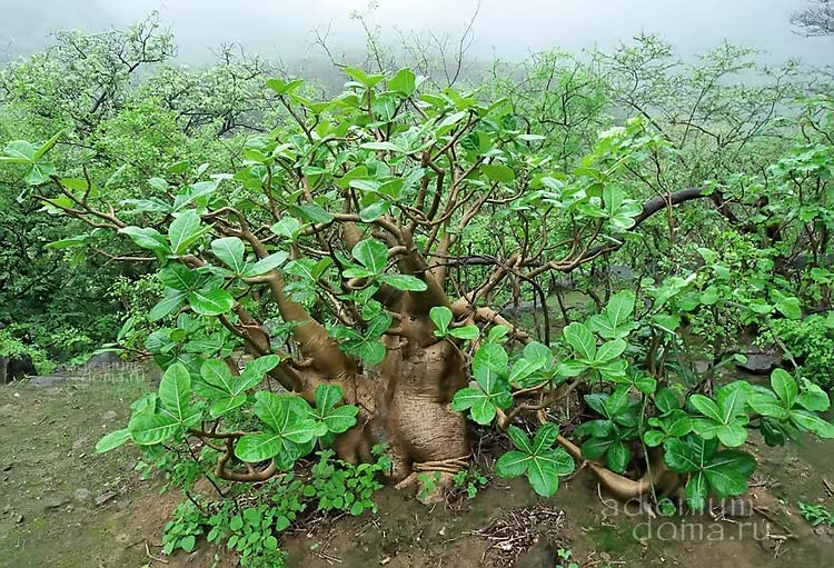 Adenium dhofarense в туманных горах