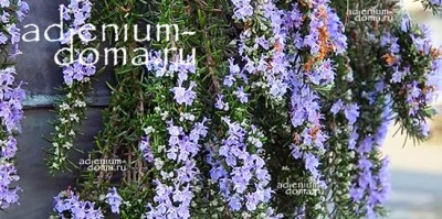Поступление семян и растений: АДЕНИУМЫ - популярные семена со СКИДКОЙ, разные НОВИНКИ как семена так и готовые растения.