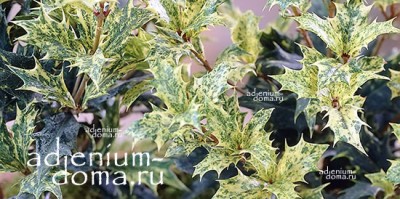 Поступление: СЕМЕНА, РАСТЕНИЯ и СОПУТСТВУЮЩЕЕ. Очень много НОВИНОК!