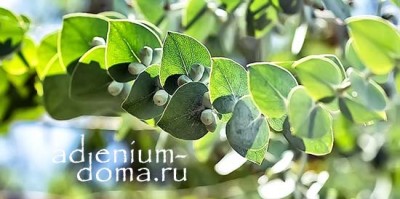 Поступление семян ТОЛЬКО НОВИНКИ: много ЭВКАЛИПТОВ и АДЕНИУМОВ, мелалеука и набор КАКТУСЕНОК.