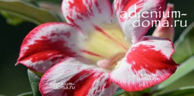 Поступление семян: Адениум OBESUM, MINI, SOMALENSE в том числе элитных сортов.