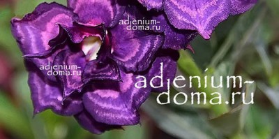 Поступление семян: АДЕНИУМ элитных сортов. ХИТЫ продаж.