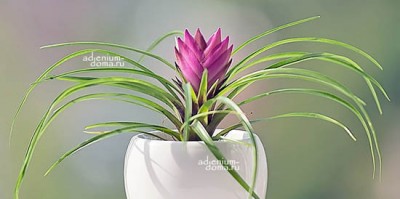Поступление: легендарных удобрений ПЛАНТАФОЛ и БРЕКСИЛ + РАСТЕНИЯ + СОПУТСТВУЮЩЕЕ