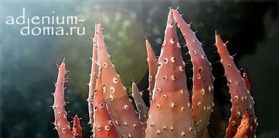 Поступление семян: ПАХИПОДИУМ, ЭЧЕВЕРИЯ, ХАВОРТИЯ, АЛОЭ и много 