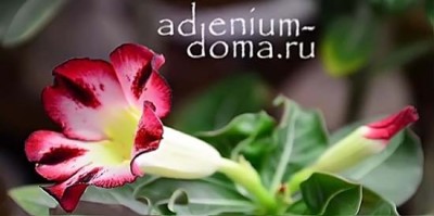 Поступление семян: АДЕНИУМ. Часть 1 из 2.