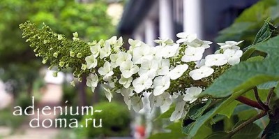 Поступление семян: ФЕЙХОА, МАГНОЛИЯ, ФИЗАЛИС, ХУРМА, КЛЕН, ГОРТЕНЗИЯ и много НОВИНОК!