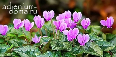 Поступление семян: ДИОСКОРЕЯ СЛОНОВАЯ, ГЛИЦИНИЯ, ЦИКЛАМЕН, МУРРАЙЯ, УНКАРИНА и редкие КАУДЕКСНЫЕ!