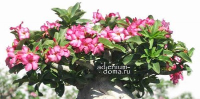 Поступление семян: Адениум OBESUM, ARABICUM, SOCOTRANUM.
