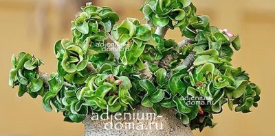 Поступление семян: БАРАШКОВЫЙ адениум DORSET HORN и другие адениумы элитных сортов + НОВИНКИ!