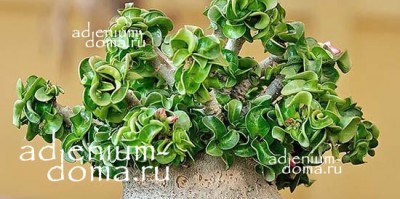 Поступление семян: Барашковый адениум DORSET HORN (количество ограничено) и другие адениумы элитных сортов.
