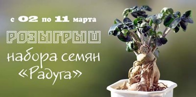 АКЦИЯ: Розыгрыш в группе ВК набора семян адениума 