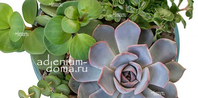 Поступление: РАСТЕНИЙ, КАНЦЕЛЯРИИ и СЕМЯН в том числе КЕДРОСТИСА, БРУСЕРЫ, ЯТРОФЫ и других каудексных.