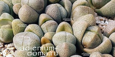 Поступление растений: КАЛАНХОЭ, ШЛЮМБЕРГЕРА, КРАССУЛА, ЭУФОРБИЯ, АДРОМИСКУС и другие НОВИНКИ.