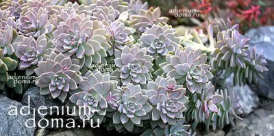 Поступление семян: БЕГОНИЯ, РАНУНКУЛЮС, ГРИНОВИЯ, ЖИВЫЕ КАМНИ и другие растения. Много НОВИНОК!