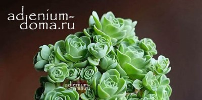 Поступление семян: СУККУЛЕНТЫ и КАУДЕКСНЫЕ.