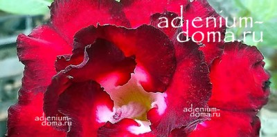 Поступление семян: АДЕНИУМ ТОЛЬКО элитных сортов. Очень много НОВИНОК!