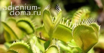 Поступление семян: ВЕНЕРИНА МУХОЛОВКА, МУРРАЙЯ и другие интересные растения.