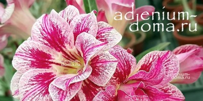 Поступление семян: АДЕНИУМ и ПЛЮМЕРИЯ. Ресток.
