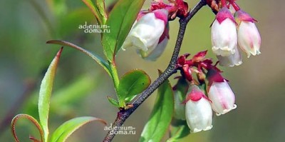 Поступление семян: КАМЕЛИЯ, КЛЮКВА, ГОЛУБИКА, МИРТ, ОЛЕАНДР, ГИБИСКУС и др. растения. Много НОВИНОК!