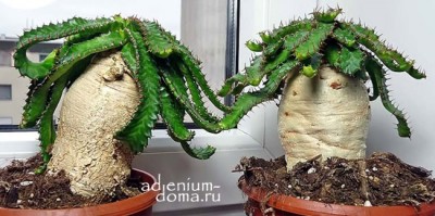 Поступление семян: АДЕНИУМ, ФИКУС, ЭВКАЛИПТ, ФУКЕРИЯ, ГЕРРАДАНТУС, НОЛИНА, САНСЕВЬЕРИЯ и др. растения.