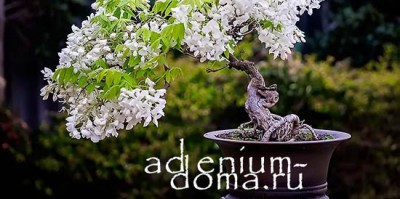 Поступление семян: АДЕНИУМ, КЛИТОРИЯ, ФИКУС, ПЛЮМЕРИЯ, Циклантеропсис, Довиалис и другие растения.