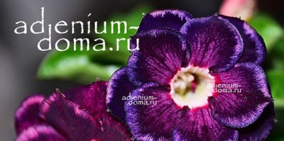 Поступление: НОВИНКИ семян АДЕНИУМОВ и КАШПО-КОРЗИНЫ. Ресток РАСТЕНИЙ суккулентов.