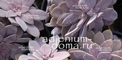 Поступление семян: ЖИВЫЕ КАМНИ (Литопс, Оофитум, Конофитум, Аргиродерма, Гиббеум), ГРИНОВИЯ, ФАУКАРИЯ, ФЕНЕСТРАРИЯ и др. суккуленты.