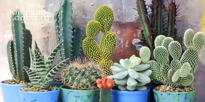 Поступление: семена КАКТУСОВ и СУККУЛЕНТОВ. СТИМУЛЯТОРЫ, ГРУНТЫ. Много НОВИНОК!