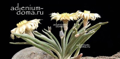 Большое поступление КАУДЕКСНЫХ растений. Нескольких суккулентов в том числе и ЖИВЫХ КАМНЕЙ.
